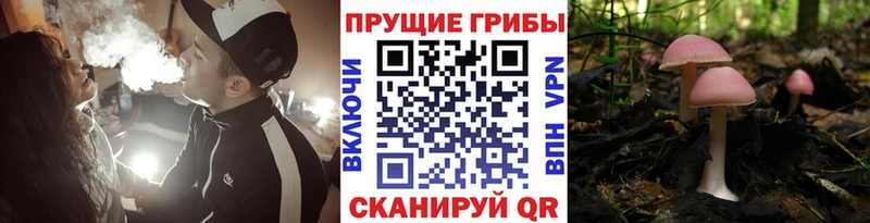 наркотики  Куртамыш  Галлюциногенные грибы мухоморы 